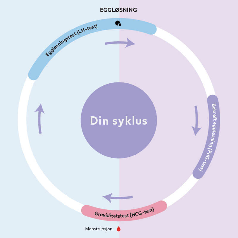 Din syklus